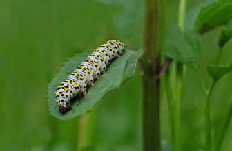 Processierups uitslag: effectieve behandelingen voor reizigers